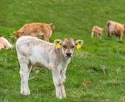 Site web pour entreprise de votre domaine agriculture